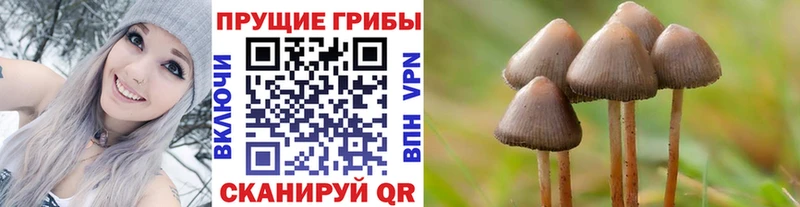 Купить где  Котельники  Псилоцибиновые грибы мицелий 